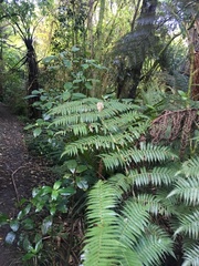 Cyathea dealbata