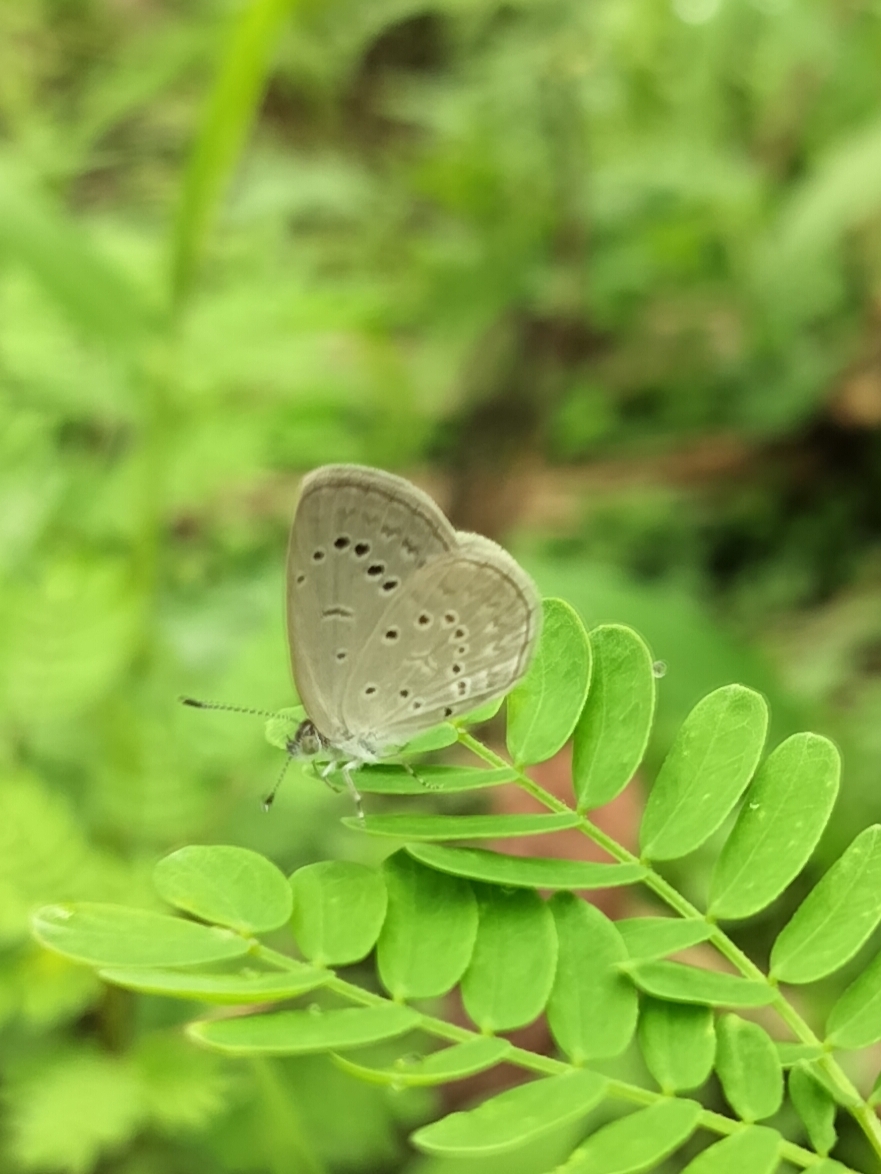 Dark Grass Blue