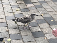 Larus fuscus