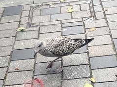Larus fuscus