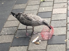 Larus fuscus