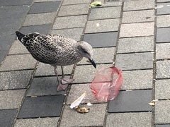Larus fuscus