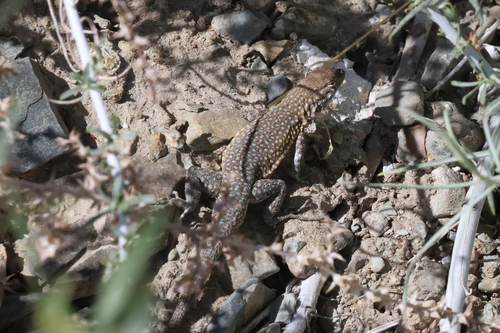 iNaturalist observation photo of Common Side-blotched Lizard