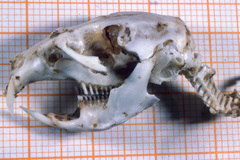 Dicrostonyx groenlandicus