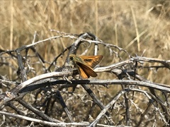 Hesperia leonardus pawnee