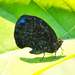 Micandra platyptera - Photo (c) Eric Carpenter, alguns direitos reservados (CC BY-NC), uploaded by Eric Carpenter