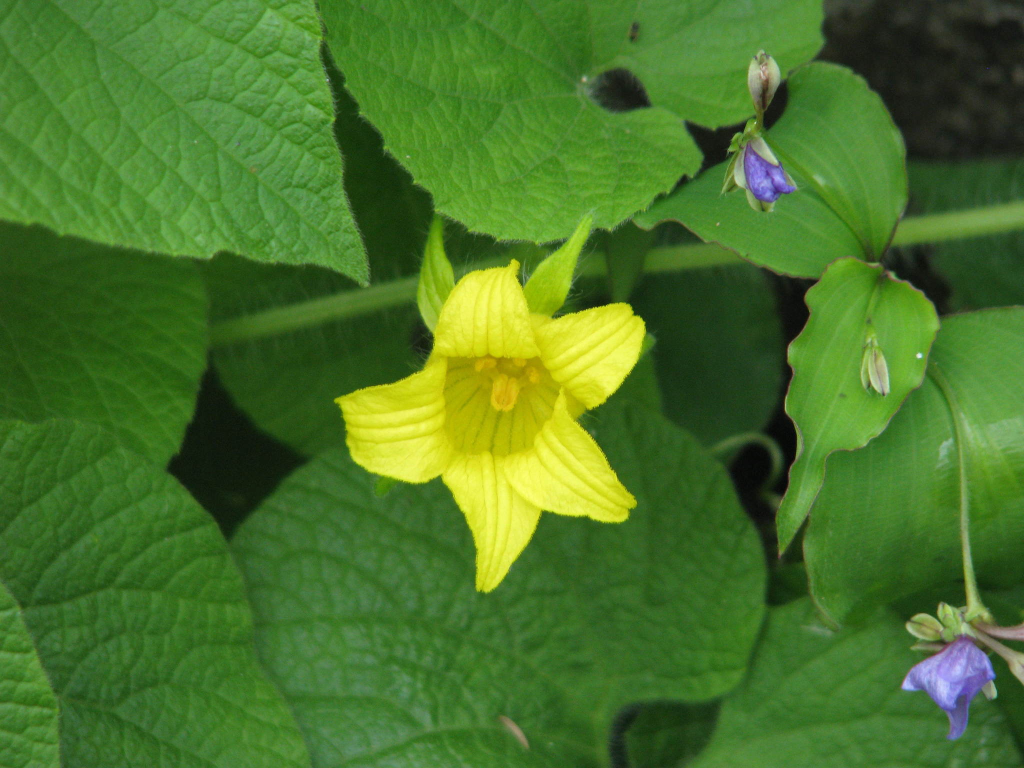 Thladiantha dubia