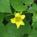 Thladiantha dubia - Photo (c) peganum, μερικά δικαιώματα διατηρούνται (CC BY-SA)