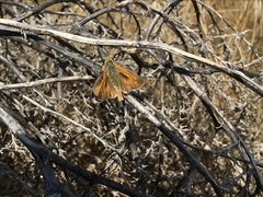 Hesperia leonardus pawnee