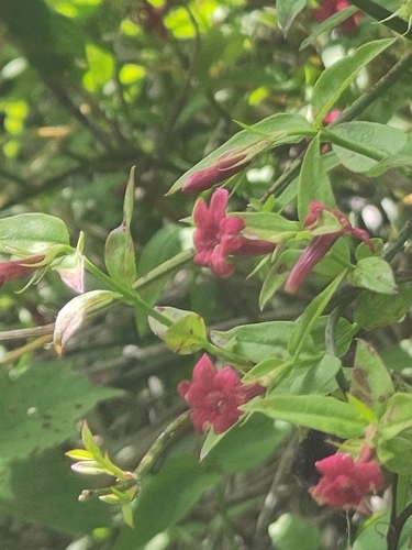 Red Jasmine (Jasminum beesianum)