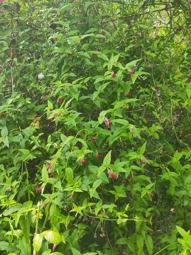 Jasminum beesianum, photograph 4