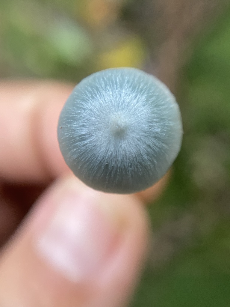Clitocybula azurea · May 2025 · photo: © tutitah (iNaturalist, cc0)