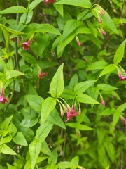 Jasminum beesianum, photograph author not stated, no rights reserved