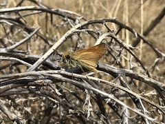 Hesperia leonardus pawnee