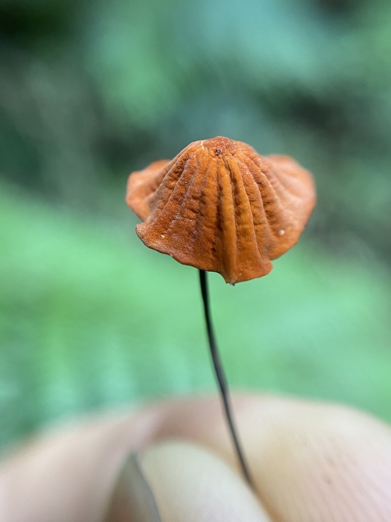 Marasmius siccus · May 2025 · photo: © tutitah (iNaturalist, cc0)