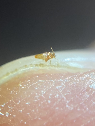 Chigoe flea