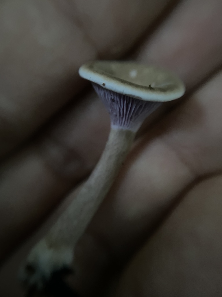 Trogia cantharelloides · May 2025 · photo: © tutitah (iNaturalist, cc0)