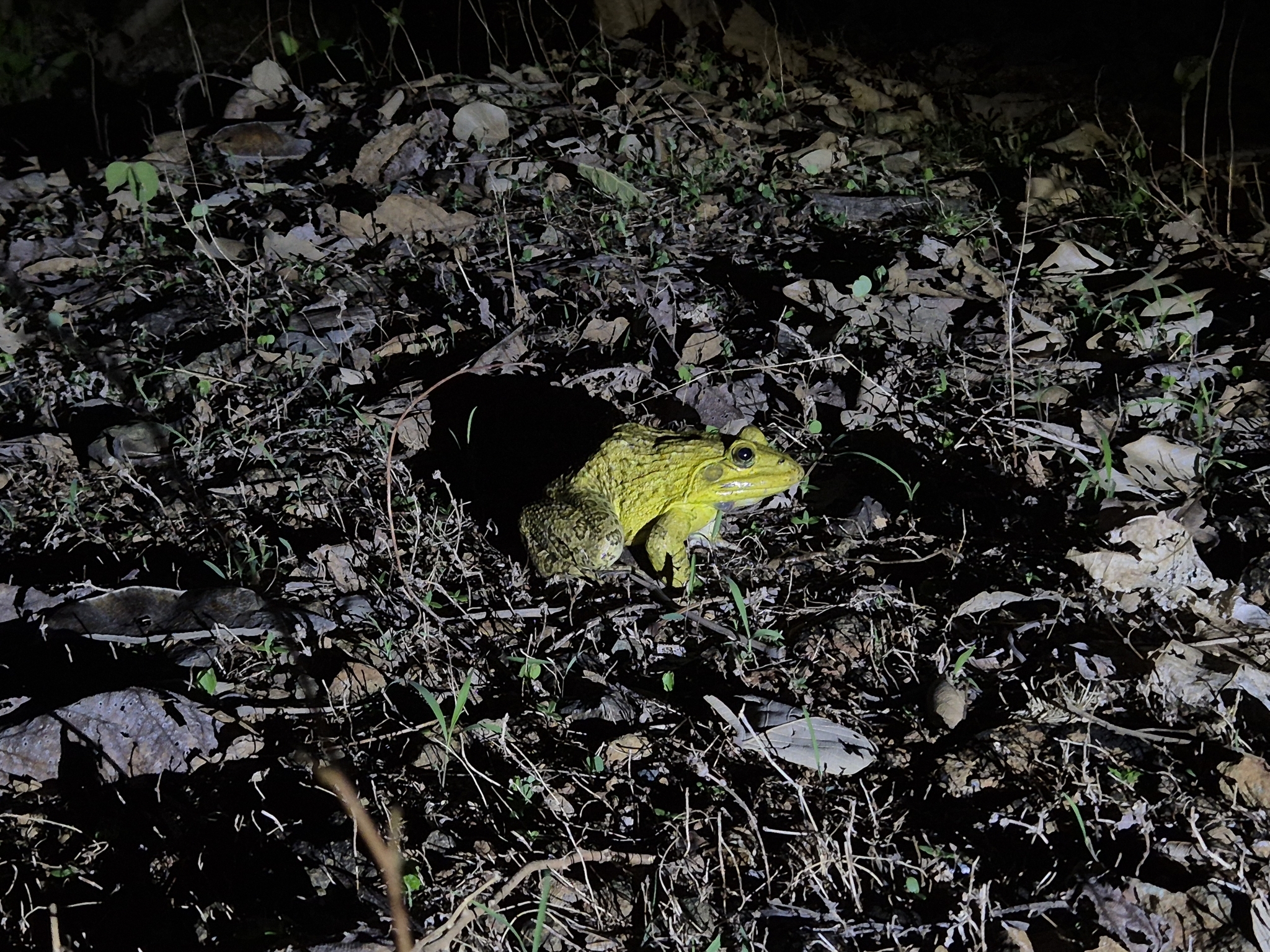 Indian Bull Frog