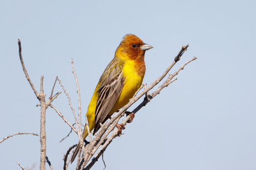 Escribano carirrojo (Emberiza bruniceps)