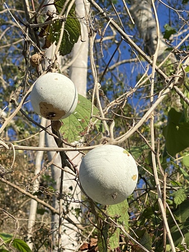 Benincasa hispida