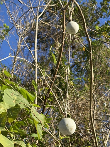 Benincasa hispida