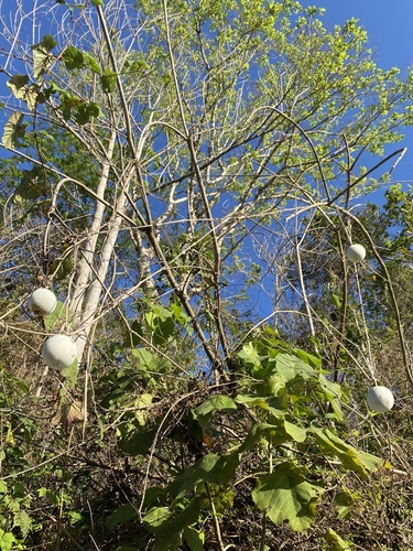 Benincasa hispida