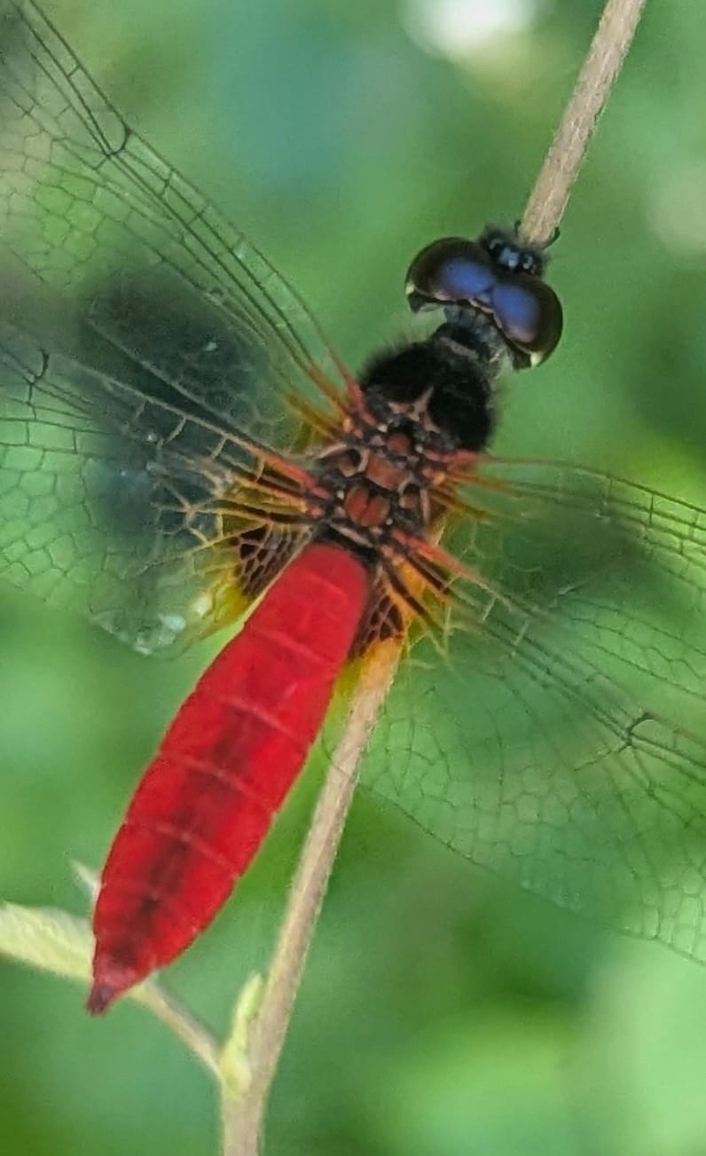 Scarlet Marsh Hawk