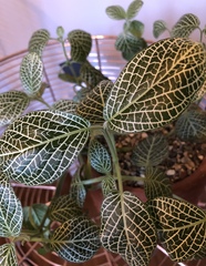 Fittonia