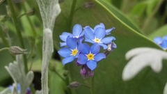 Myosotis alpestris