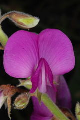 Tephrosia lindheimeri