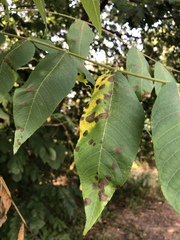 Ophiognomonia leptostyla