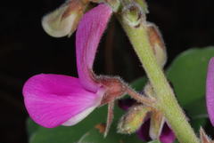 Tephrosia lindheimeri