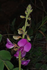 Tephrosia lindheimeri
