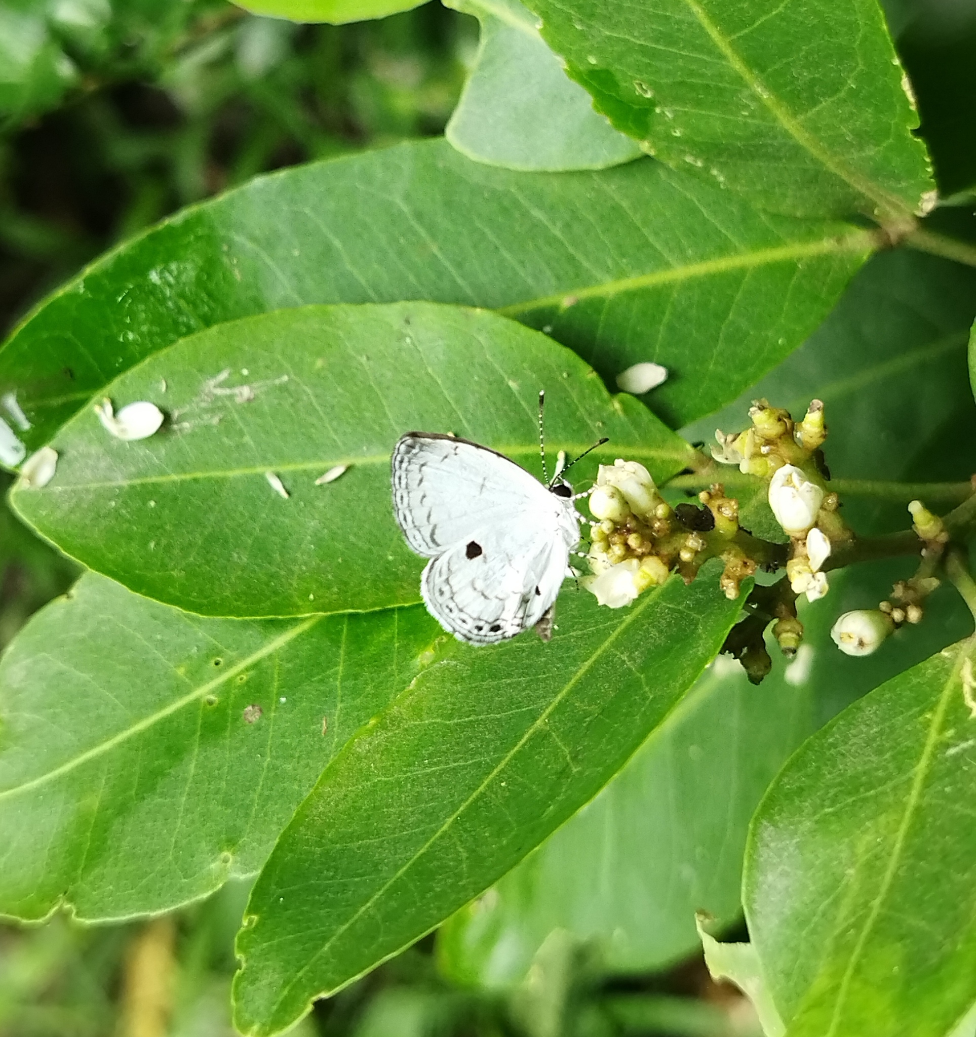 Common Quaker