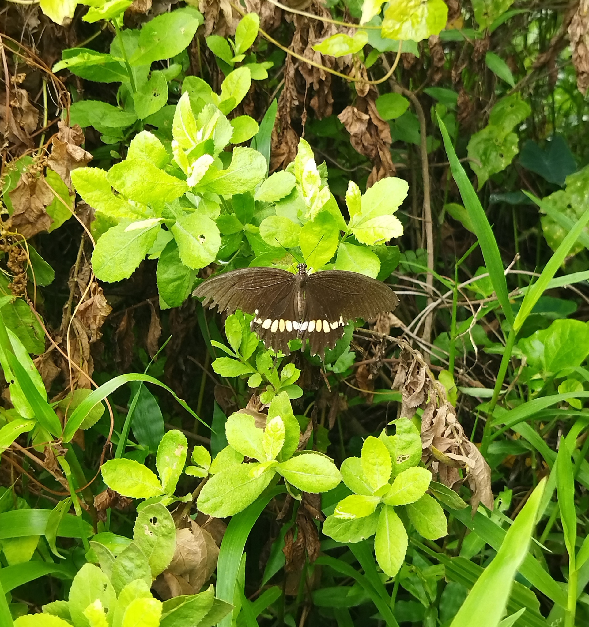 Common Mormon