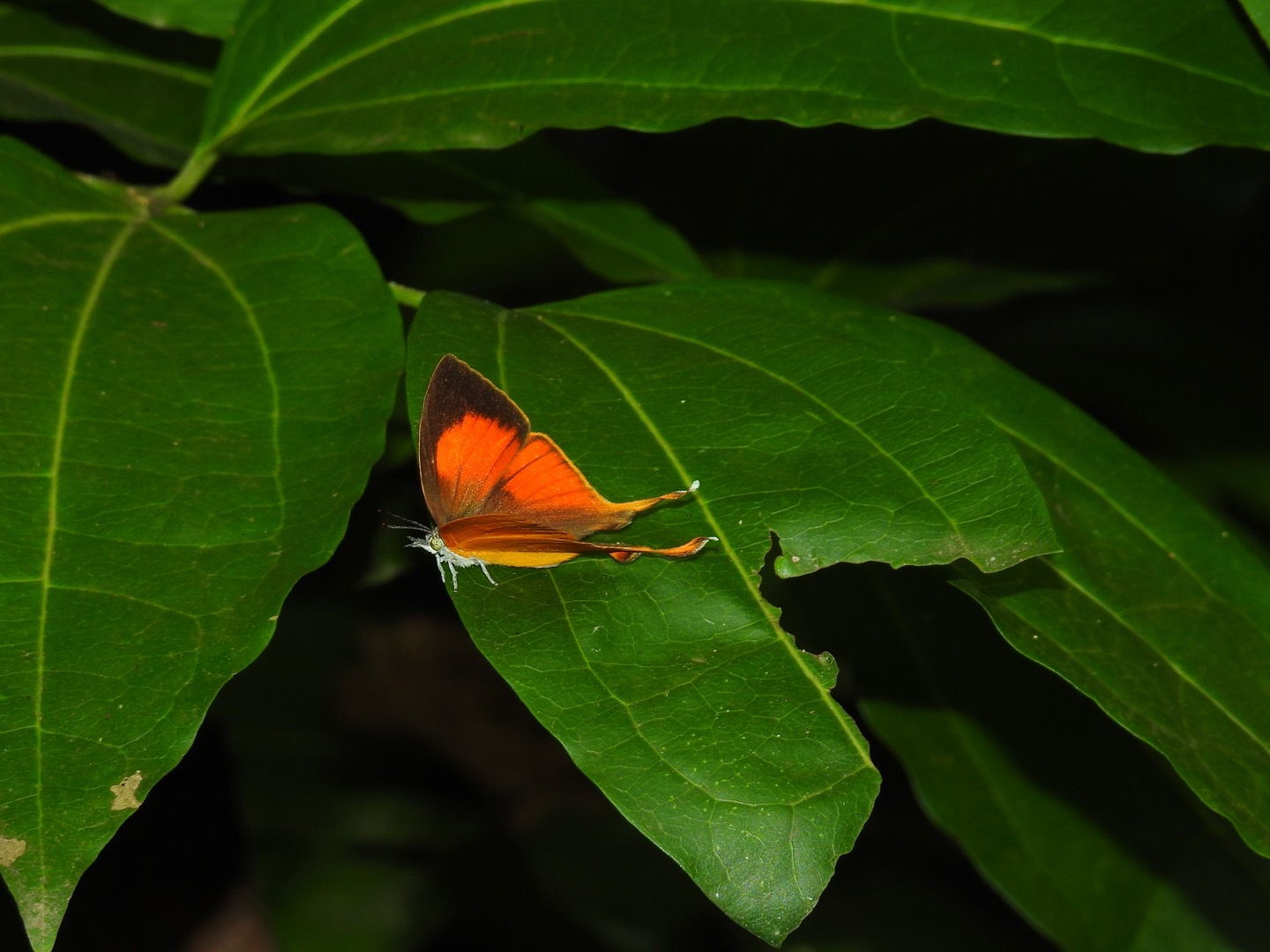 Yamfly