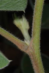 Tephrosia lindheimeri
