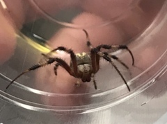 Arachnida