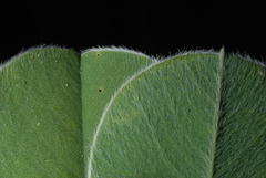 Tephrosia lindheimeri
