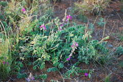 Tephrosia lindheimeri