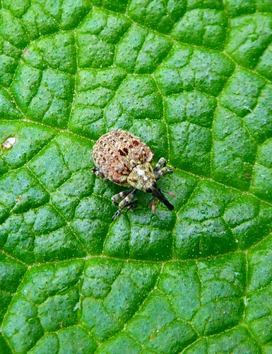 Cionus canariensis