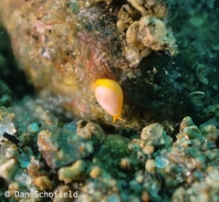 Cystiscus minutissimus