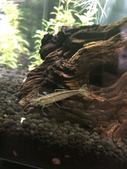 Caridina multidentata