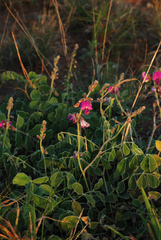 Tephrosia lindheimeri