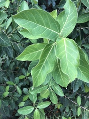 Ficus septica