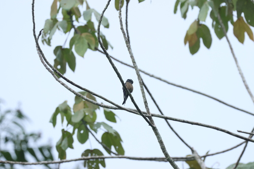 Whiskered Treeswift