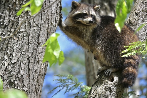 Common Raccoon photographed in Maine