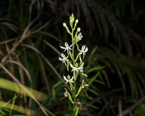 Habenaria paradiseoides
