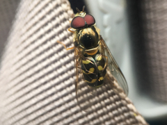 Dasysyrphus intrudens