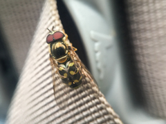 Dasysyrphus intrudens